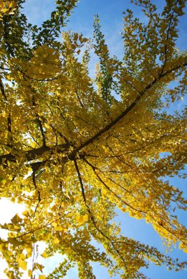 Ginkgo biloba - jinan dvoulaločný - v podzimní koruně